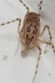 /album/scytodidae/scytodes-thoracica-rd-jpg/
